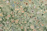 Polished Rainforest Jasper (Rhyolite) Slab - Australia #208134-1